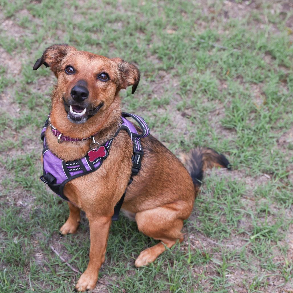 Marceline, a Adoptable mixed breed in San Antonio, TX image 6/6