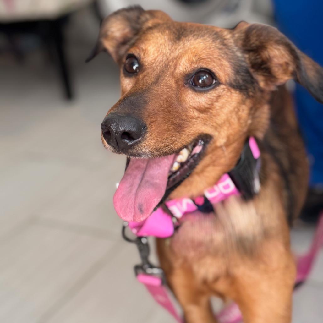 Enlarge Marceline, a Adoptable mixed breed in San Antonio, TX image 6/6