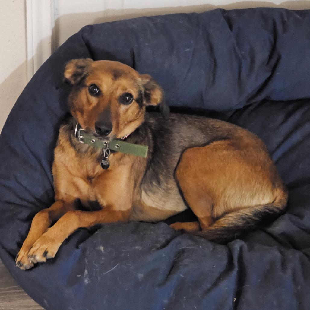 Enlarge Marceline, a Adoptable mixed breed in San Antonio, TX image 6/6