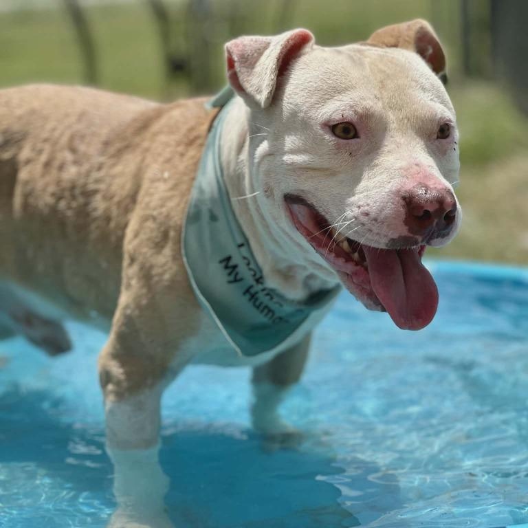 Eddie, ADOPTABLE, Adult Male Pit Bull Terrier.