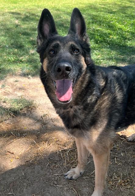 Enlarge GRETCHEN, a Adoptable mixed breed in Blythe, CA image 1/1