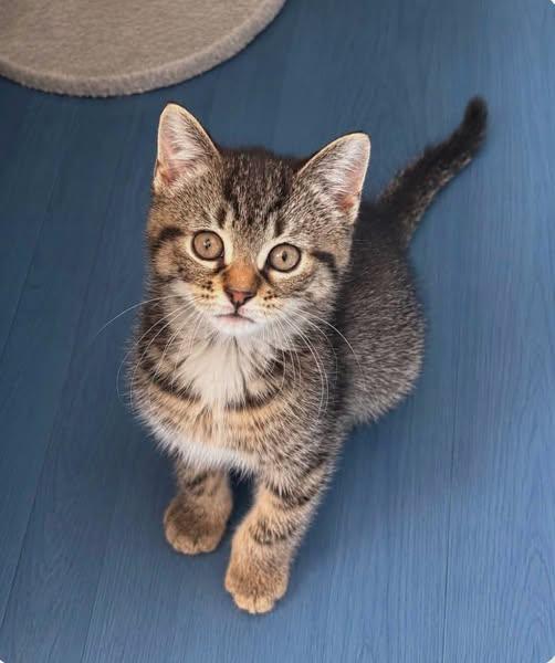 Enlarge Julia, a ADOPTABLE Domestic Short Hair in Sainte-Martine, QC image 1/1