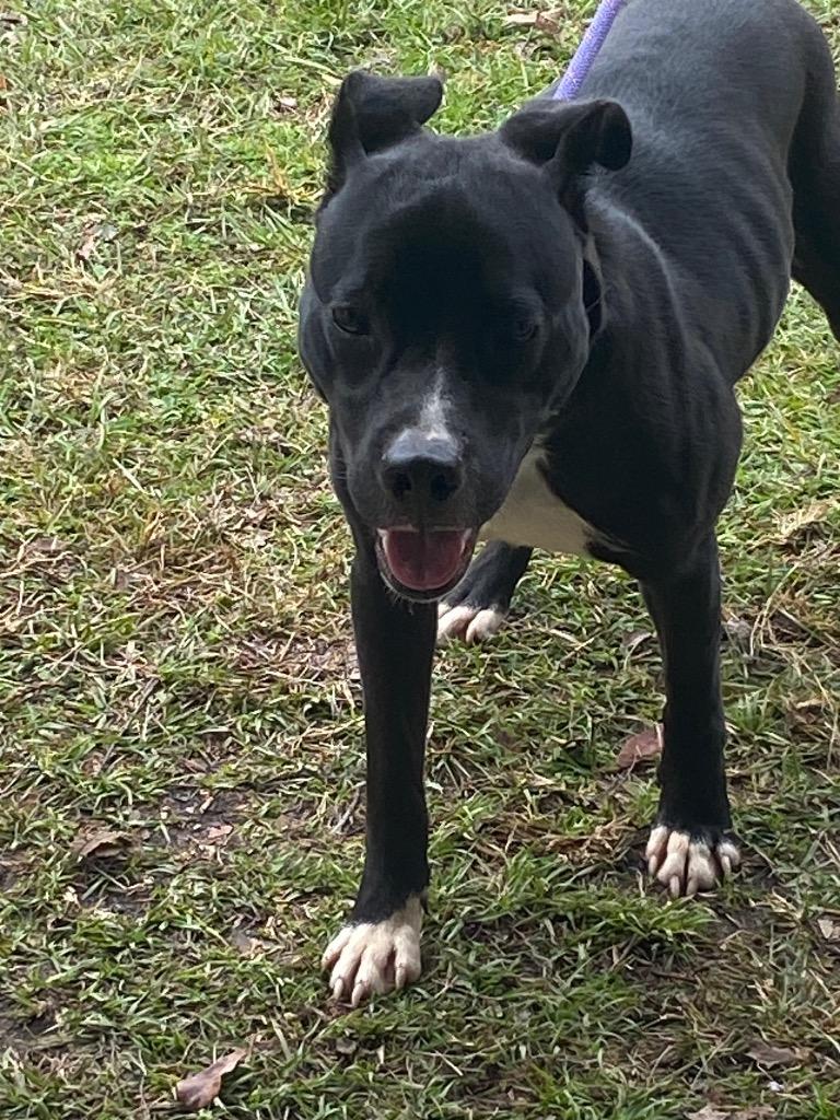 Enlarge Steve, a Adoptable Labrador Retriever in Swainsboro, GA image 1/2