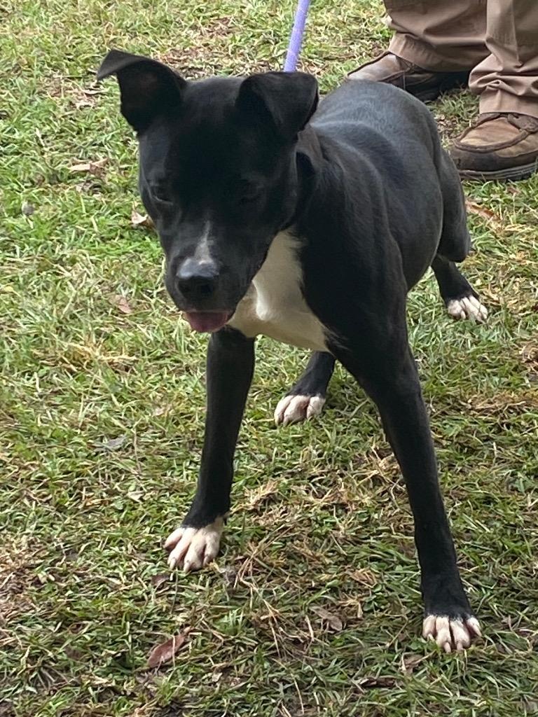 Enlarge Steve, a Adoptable Labrador Retriever in Swainsboro, GA image 2/2