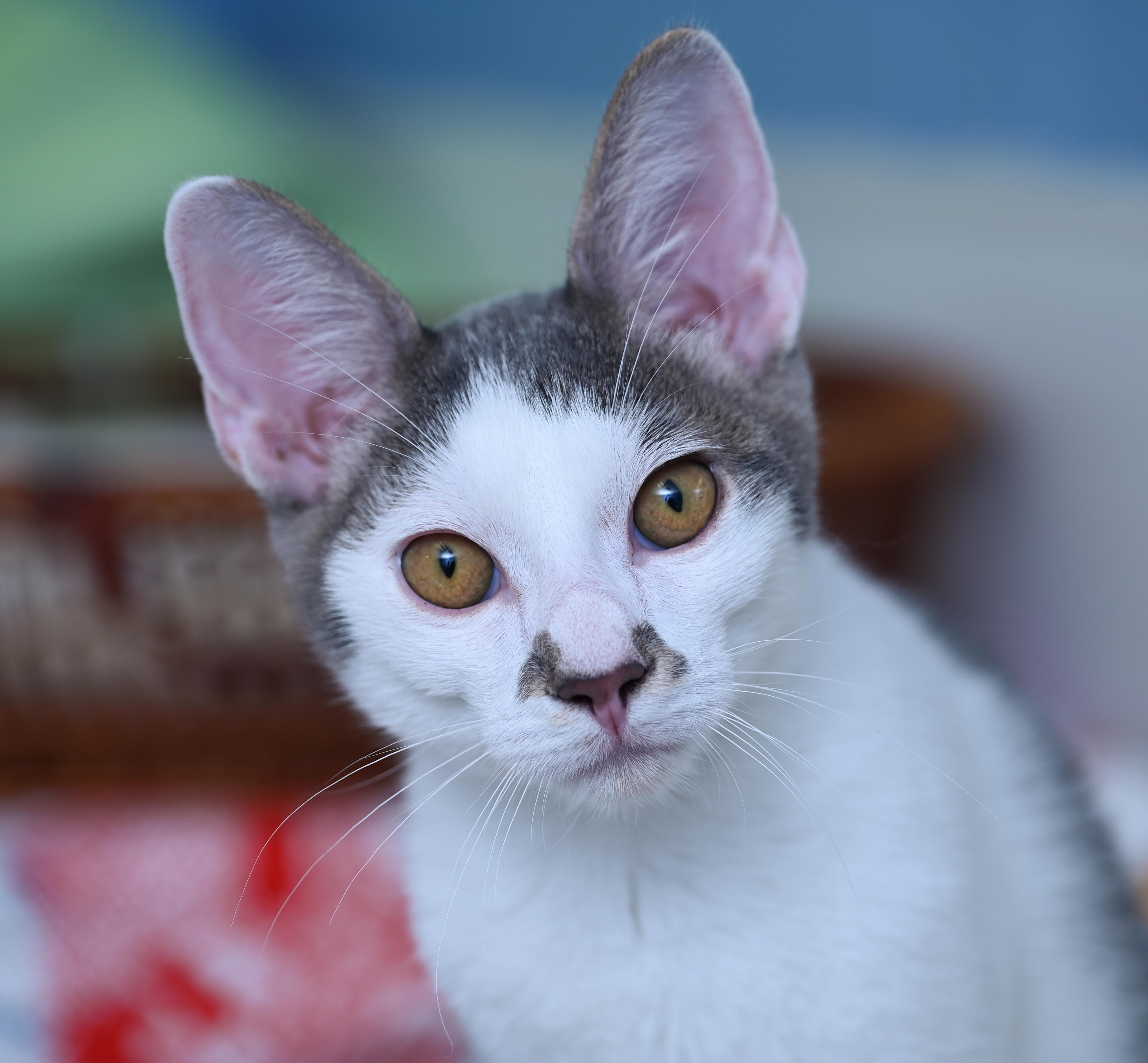 Enlarge Morton, a ADOPTABLE mixed breed in Chattanooga, TN image 1/6