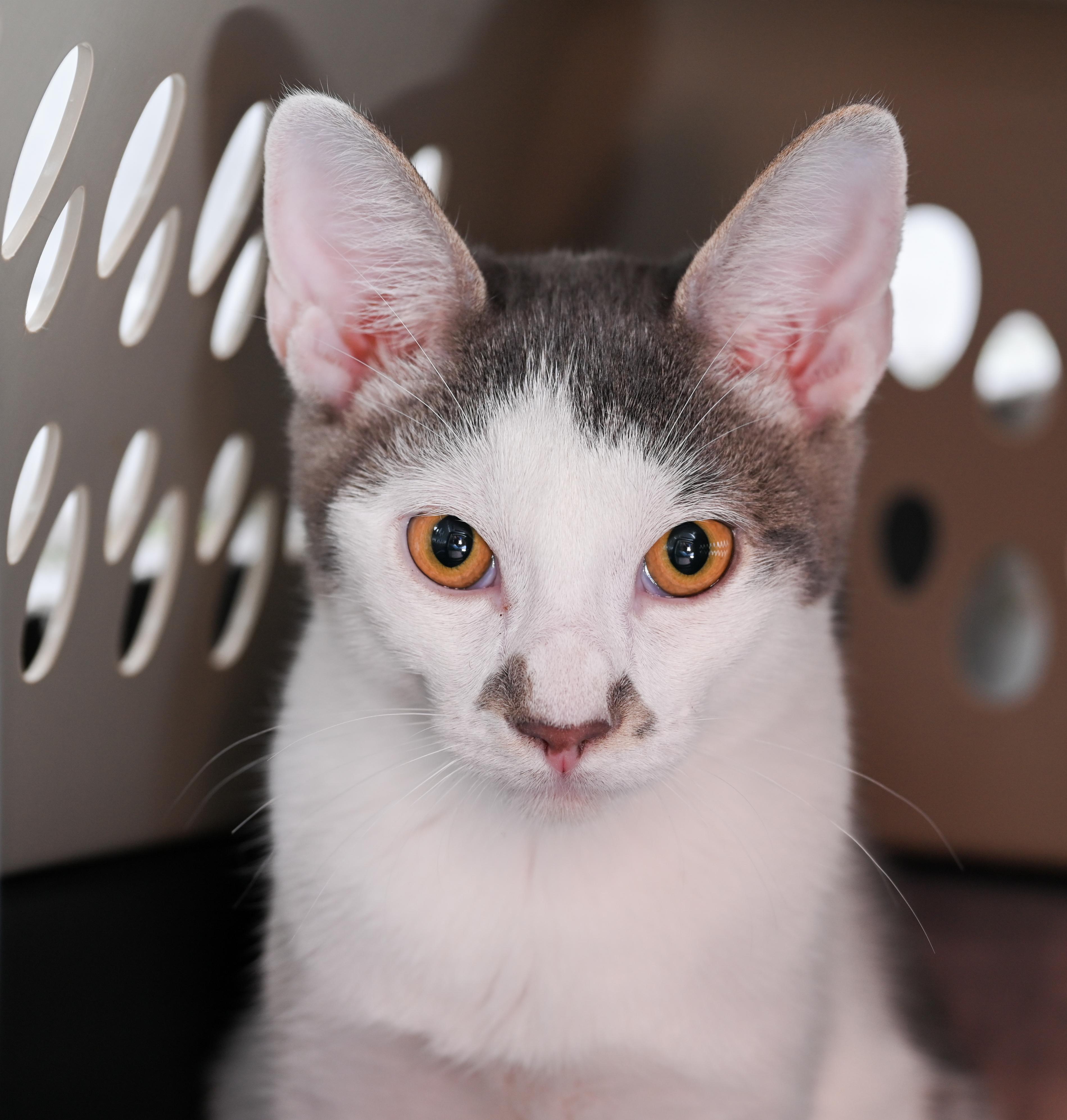 Enlarge Morton, a ADOPTABLE mixed breed in Chattanooga, TN image 6/6