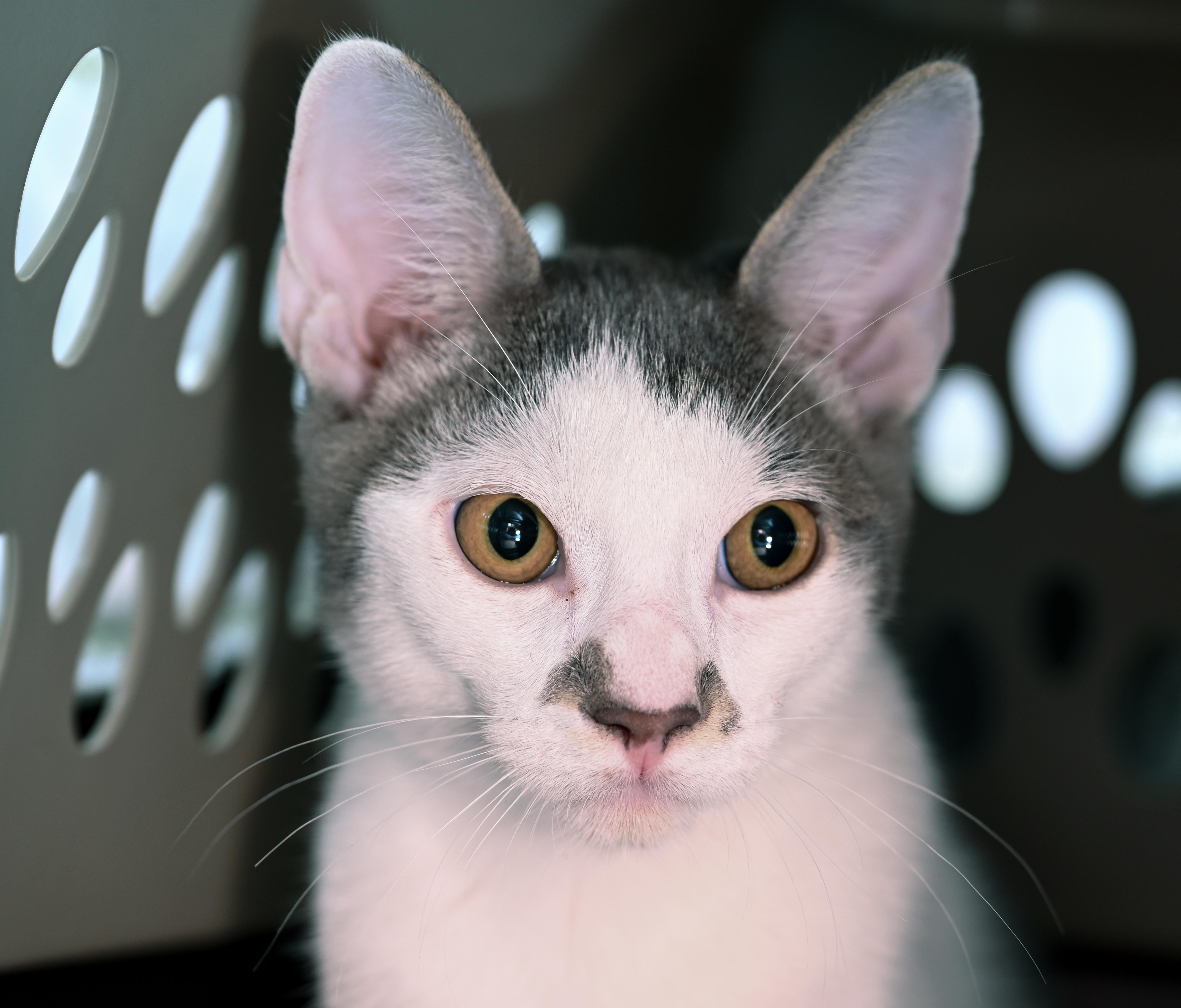 Enlarge Morton, a ADOPTABLE mixed breed in Chattanooga, TN image 4/6