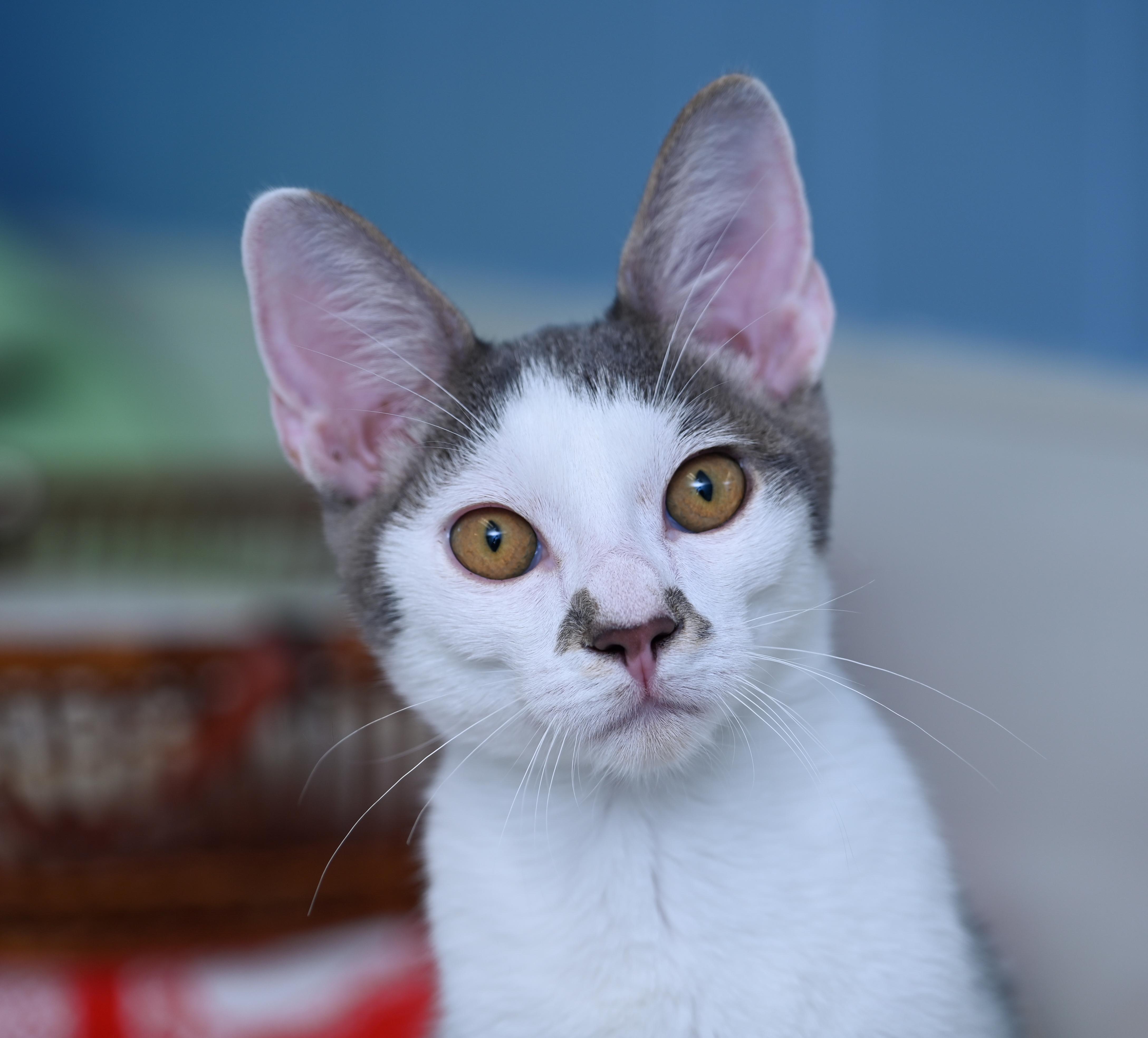 Enlarge Morton, a ADOPTABLE mixed breed in Chattanooga, TN image 3/6