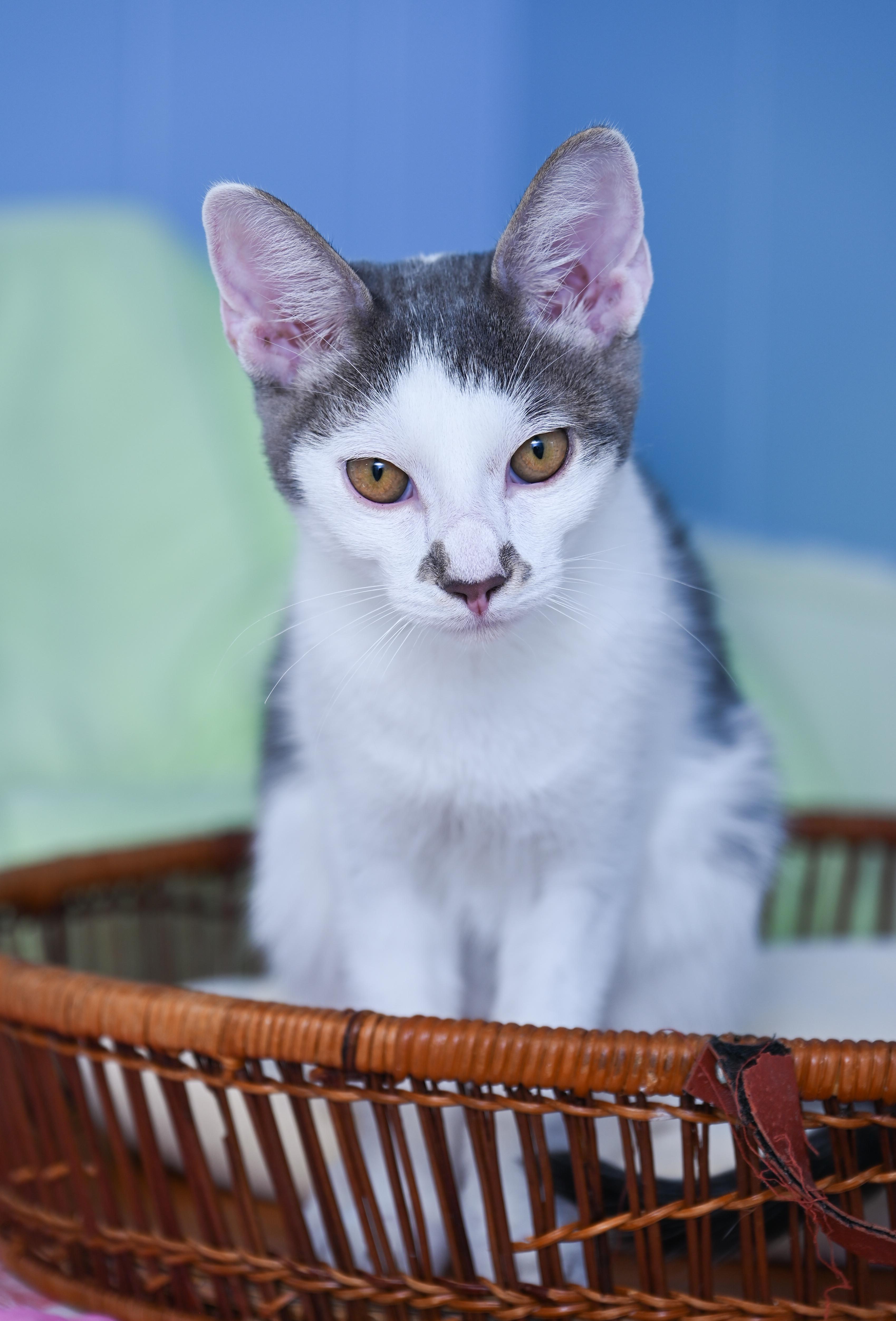 Enlarge Morton, a ADOPTABLE mixed breed in Chattanooga, TN image 2/6