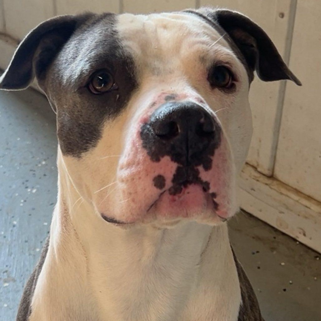Enlarge Tank, a Adopted Pit Bull Terrier in Jeffersonville, IN image 1/1