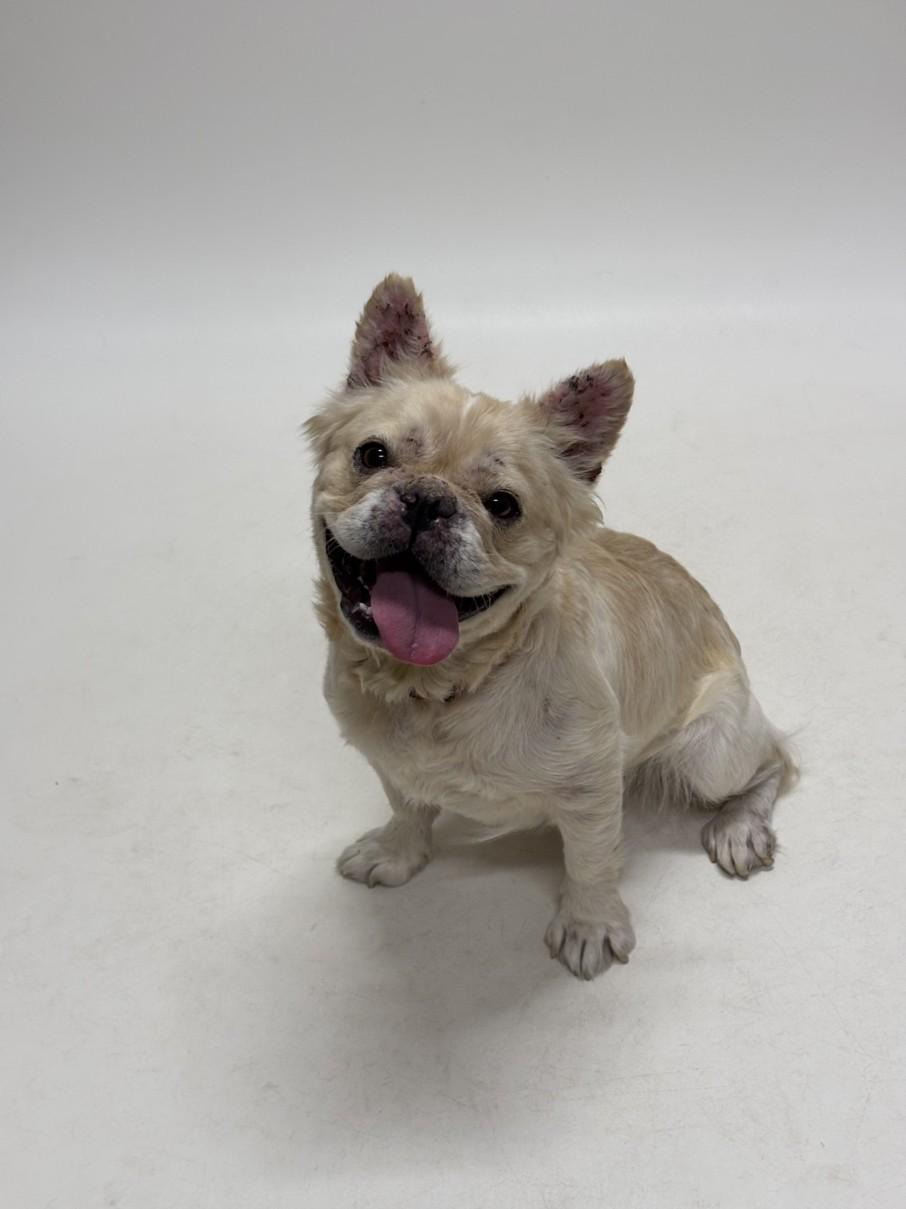 DUTCHESS, Adoptable, Young Female French Bulldog.