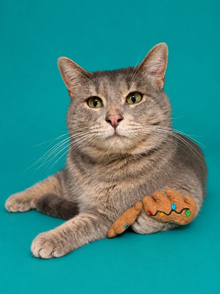 Armor, Adoptable, Young Male Domestic Medium Hair.
