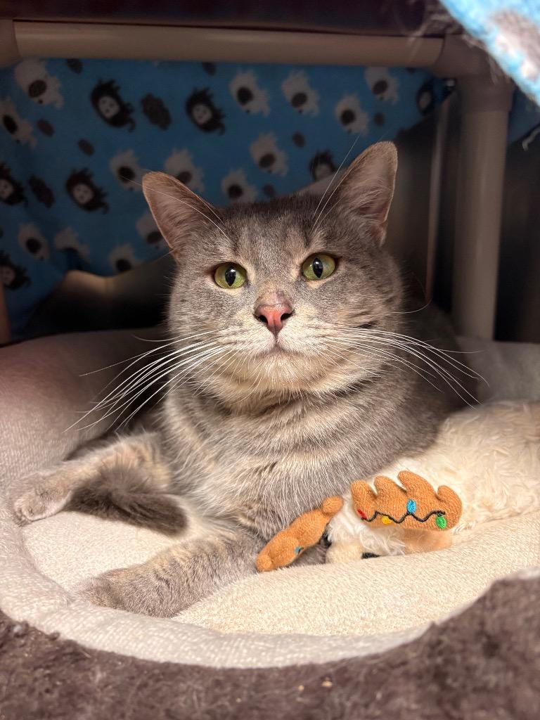 Armor, a Adoptable mixed breed in Detroit, MI image 2/6