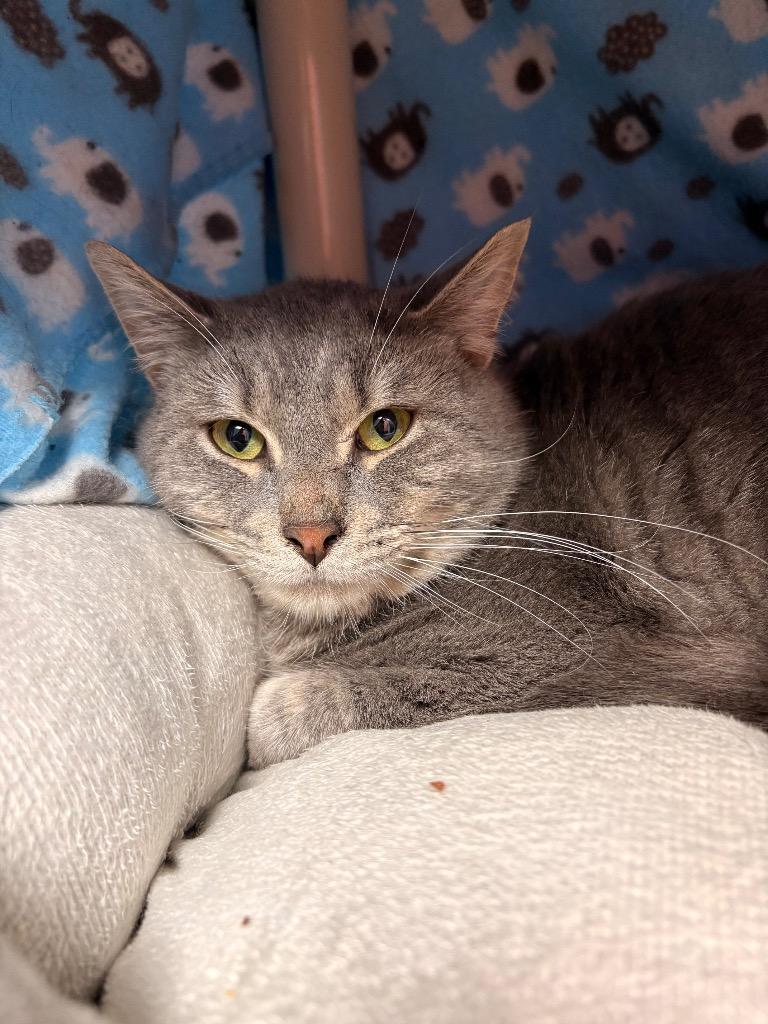 Armor, a Adoptable mixed breed in Detroit, MI image 4/6