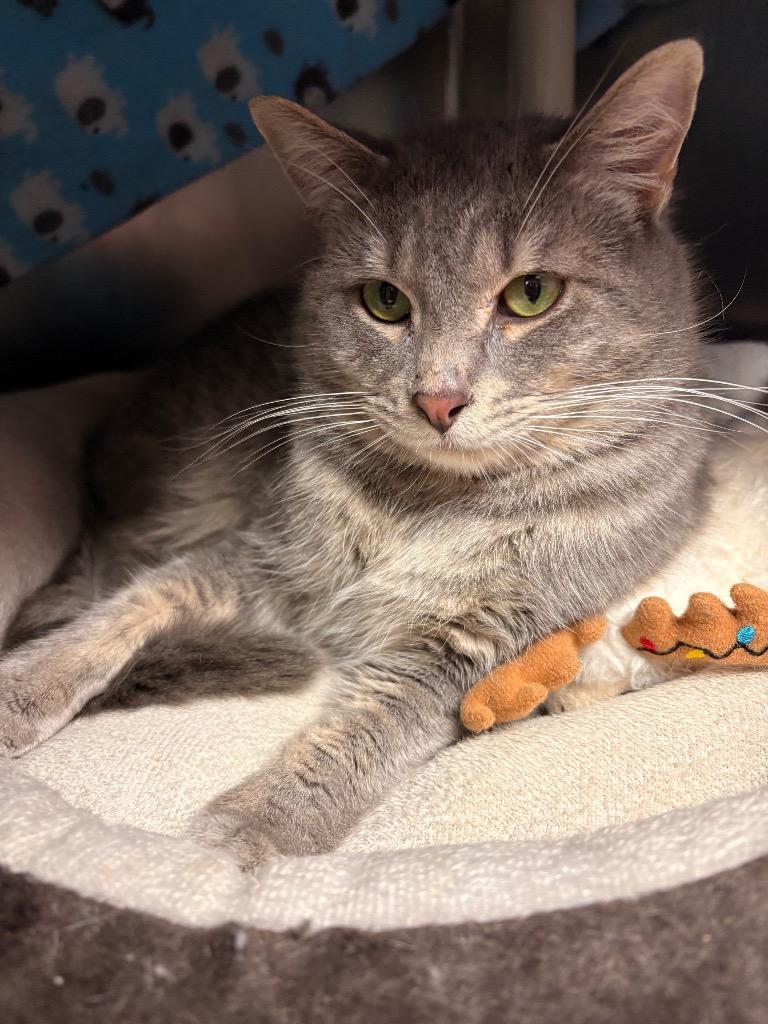 Armor, a Adoptable mixed breed in Detroit, MI image 5/6
