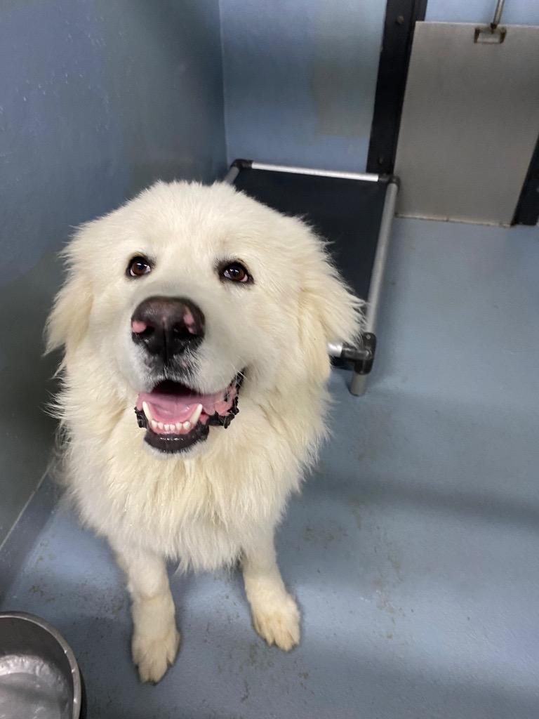 Sir Reginald Thistlewick III, Adoptable, Adult Male Great Pyrenees.