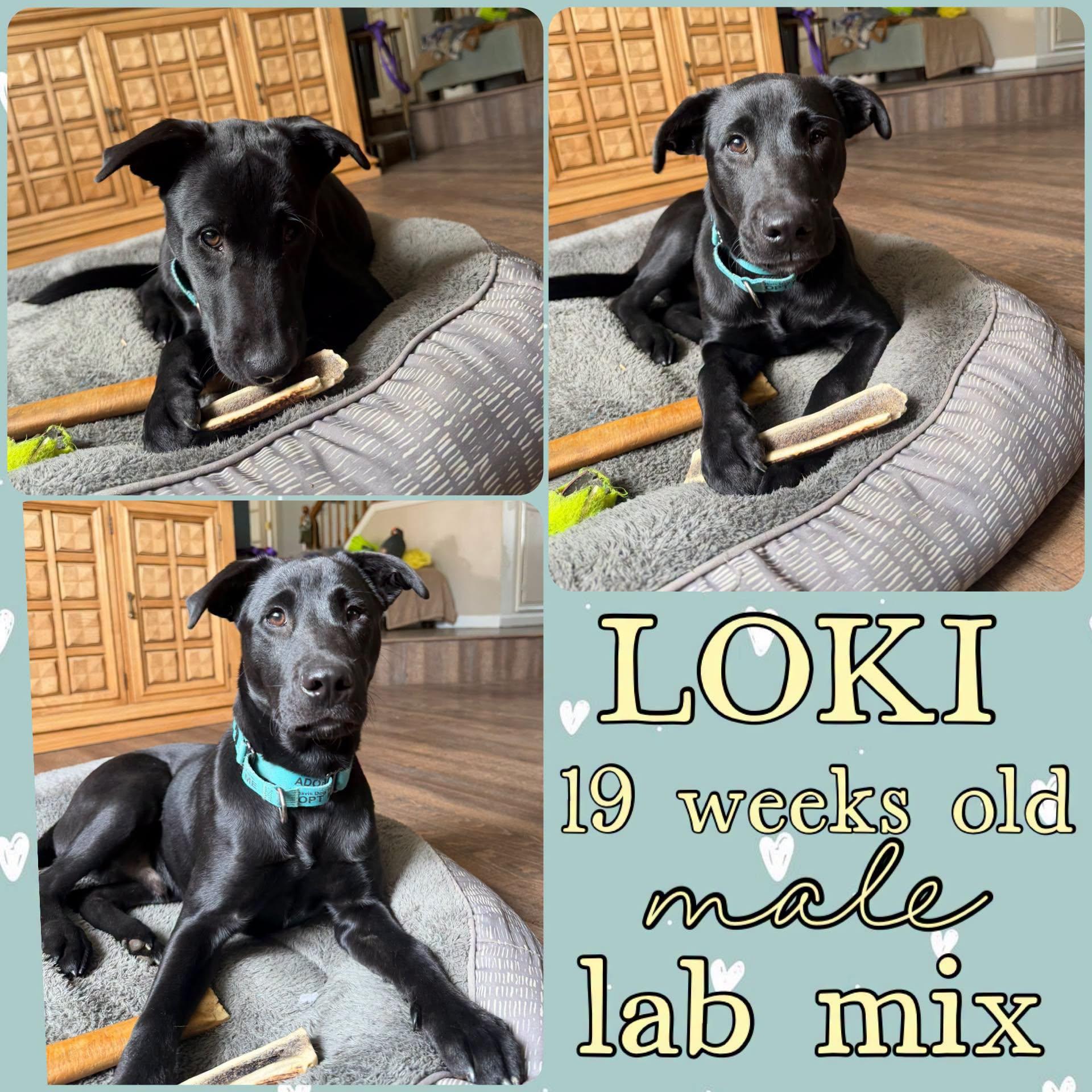 Loki, ADOPTABLE, Young Male Black Labrador Retriever.