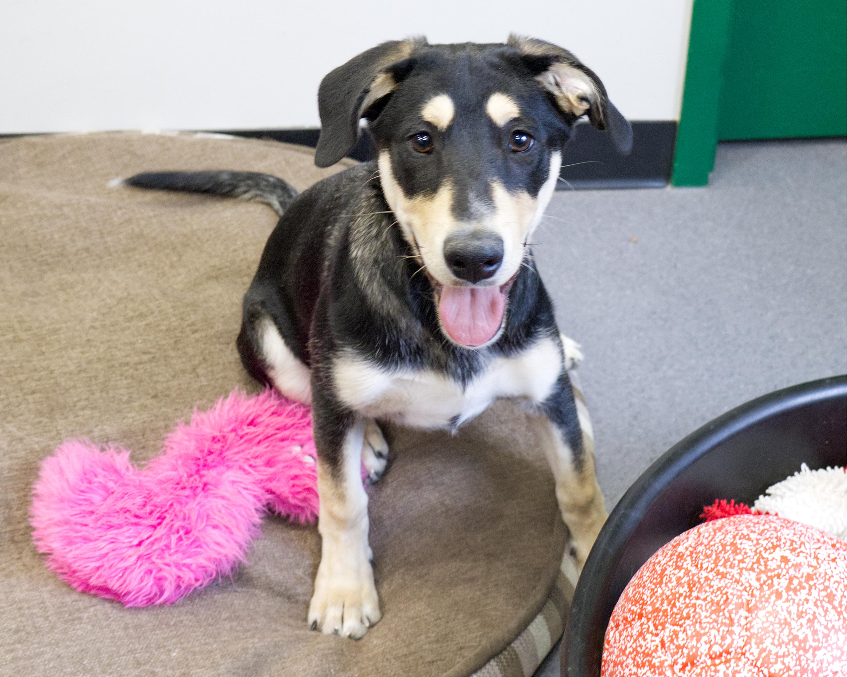 Enlarge Celine, an adoptable mixed breed in Winnipeg, MB image 3/3