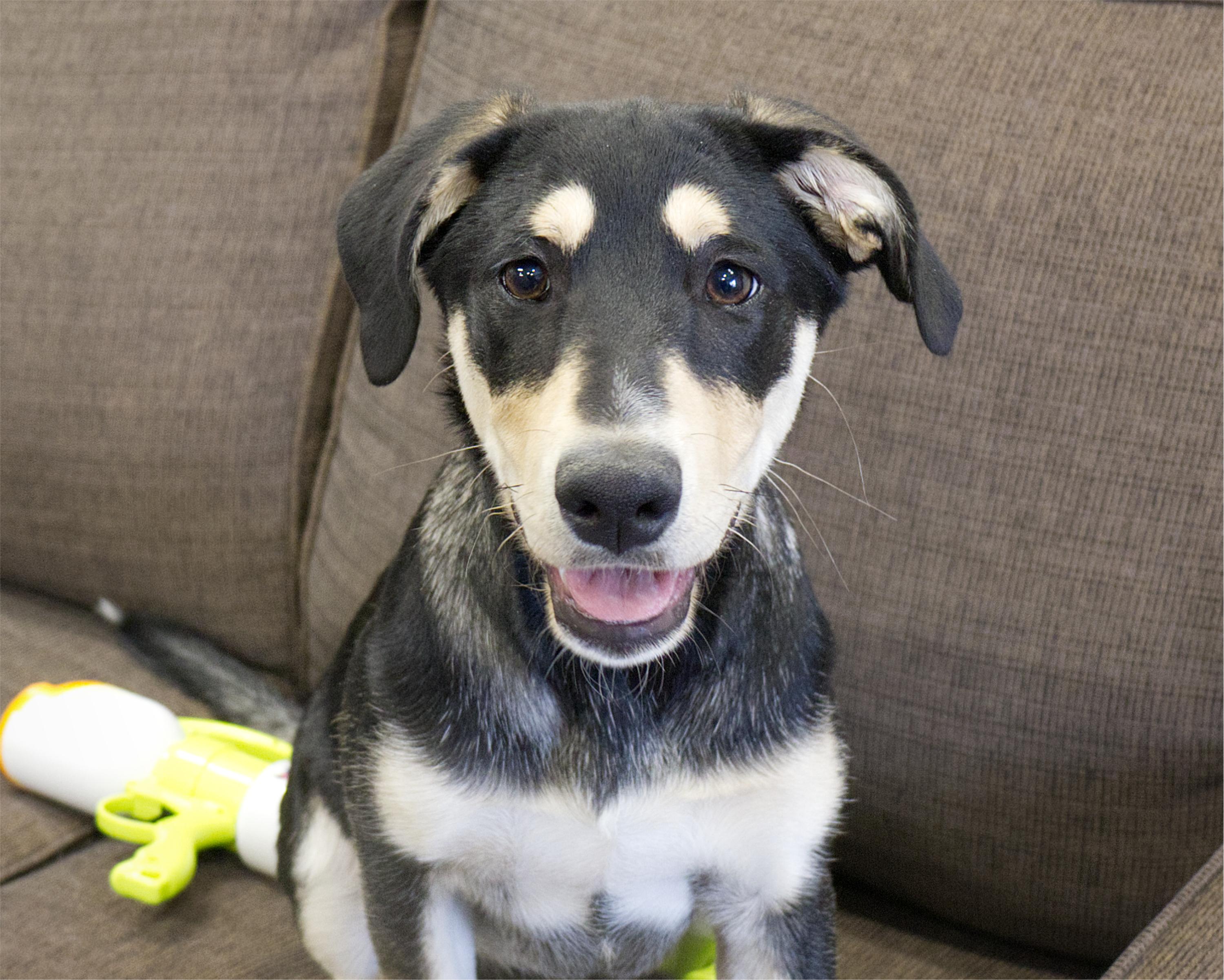 Enlarge Celine, an adoptable mixed breed in Winnipeg, MB image 1/3