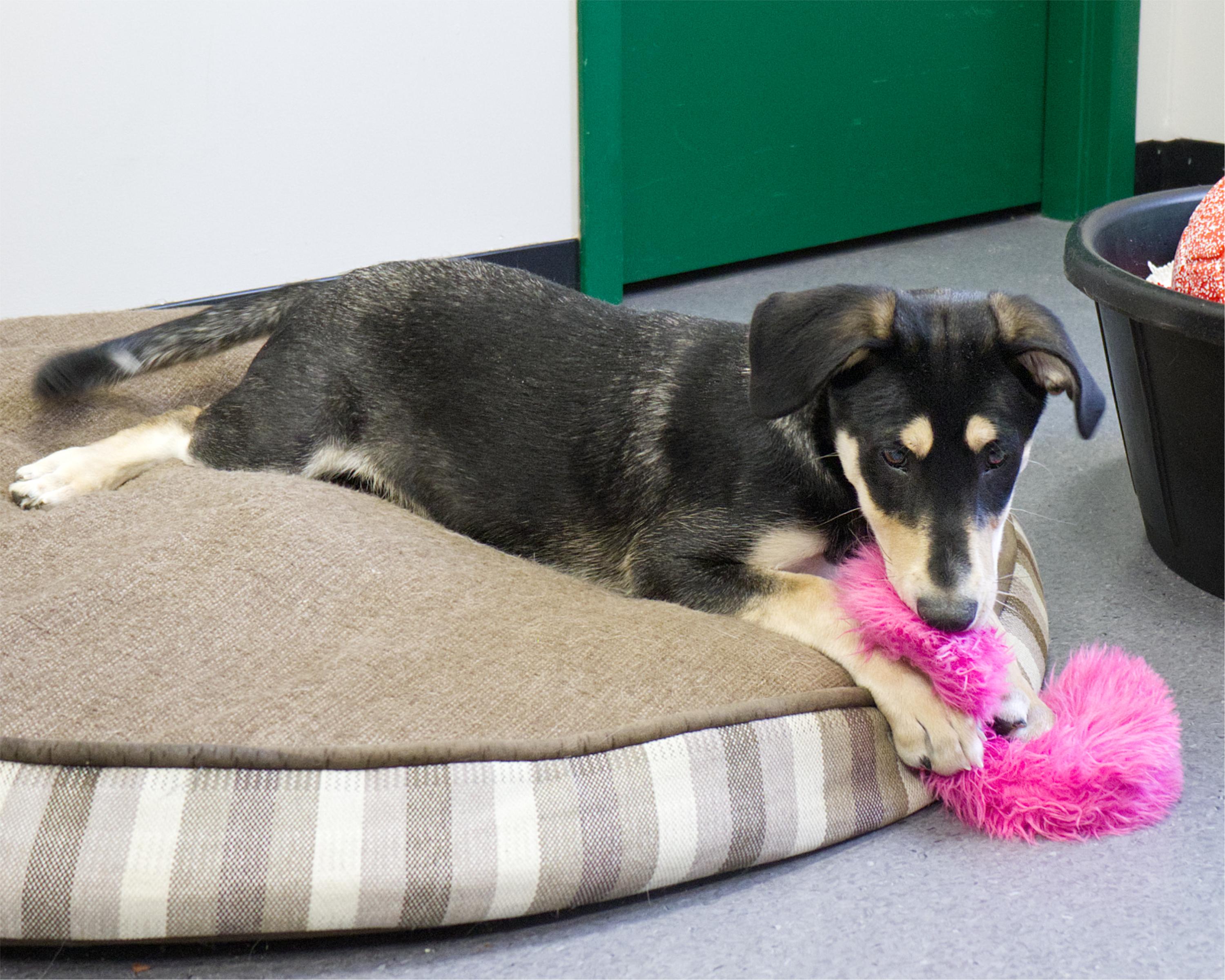 Enlarge Celine, an adoptable mixed breed in Winnipeg, MB image 2/3