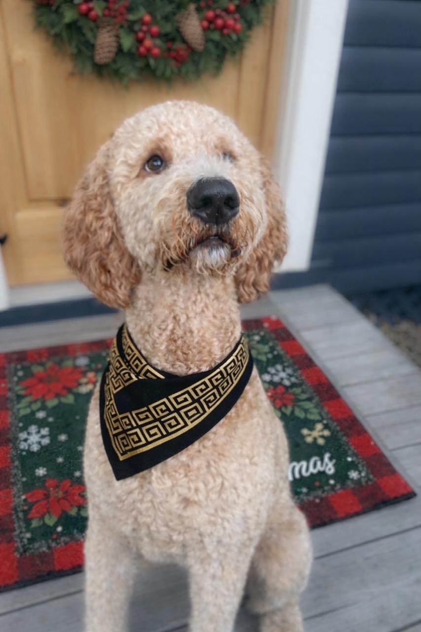 Whiskey, adopted, Young Male Goldendoodle.