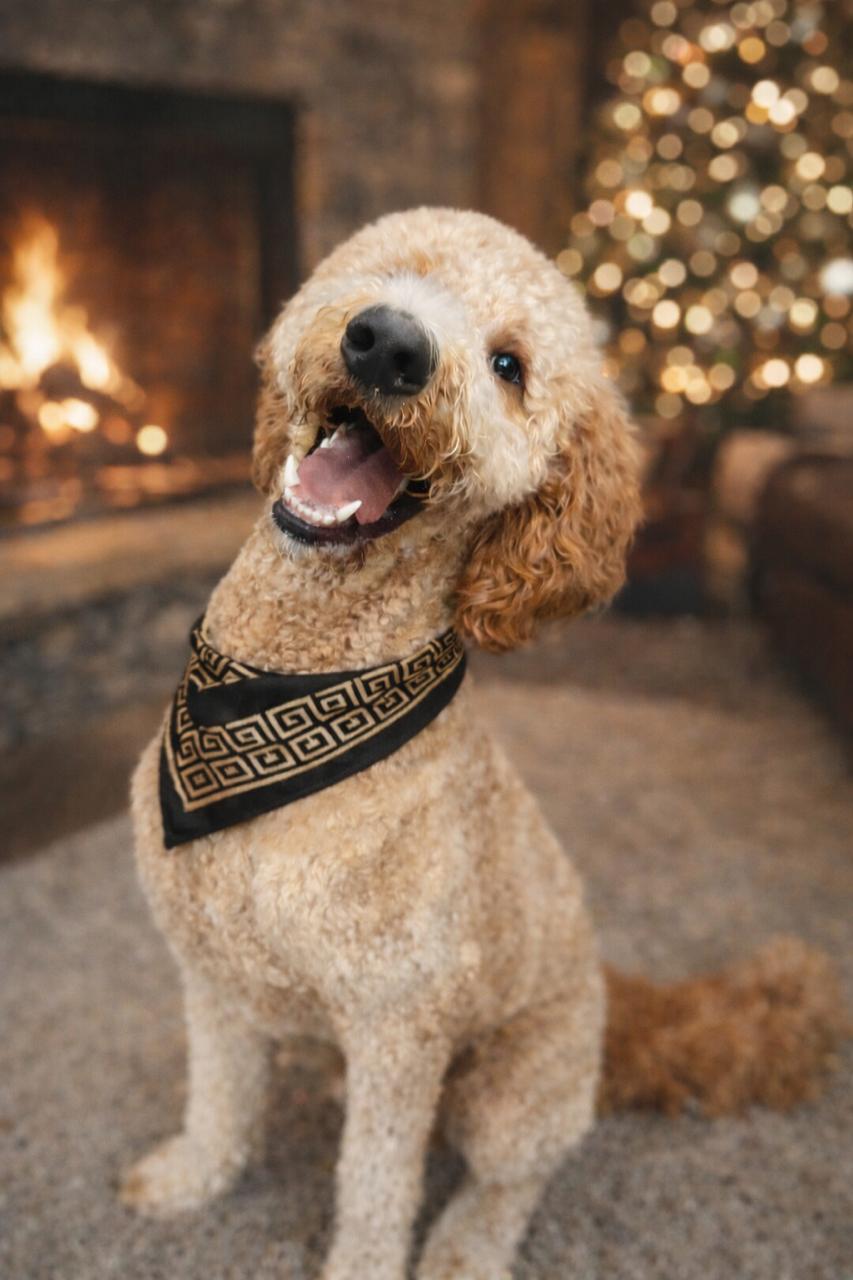 Enlarge Whiskey, an adopted mixed breed in Orlando, FL image 2/2