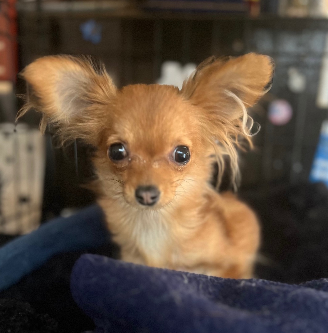 Bambi, Adopted, Adult Female Black Russian Terrier.