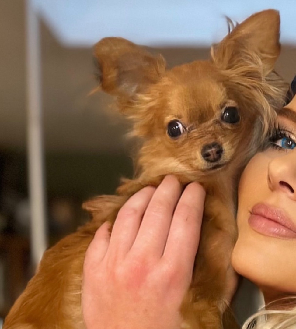 Bambi, a Adopted Black Russian Terrier in Tigard, OR image 2/2