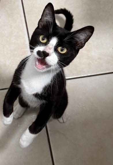 Patch — thumbnail 5