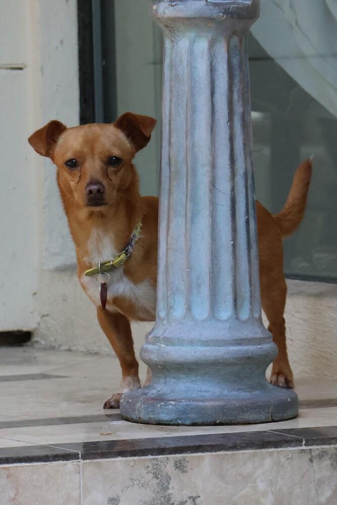 Trevor, a Adoptable mixed breed in Richmond, TX image 1/3