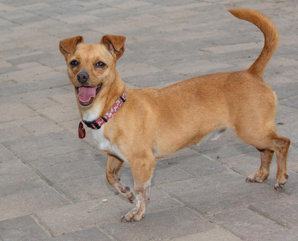 Trevor, a Adoptable mixed breed in Richmond, TX image 2/3