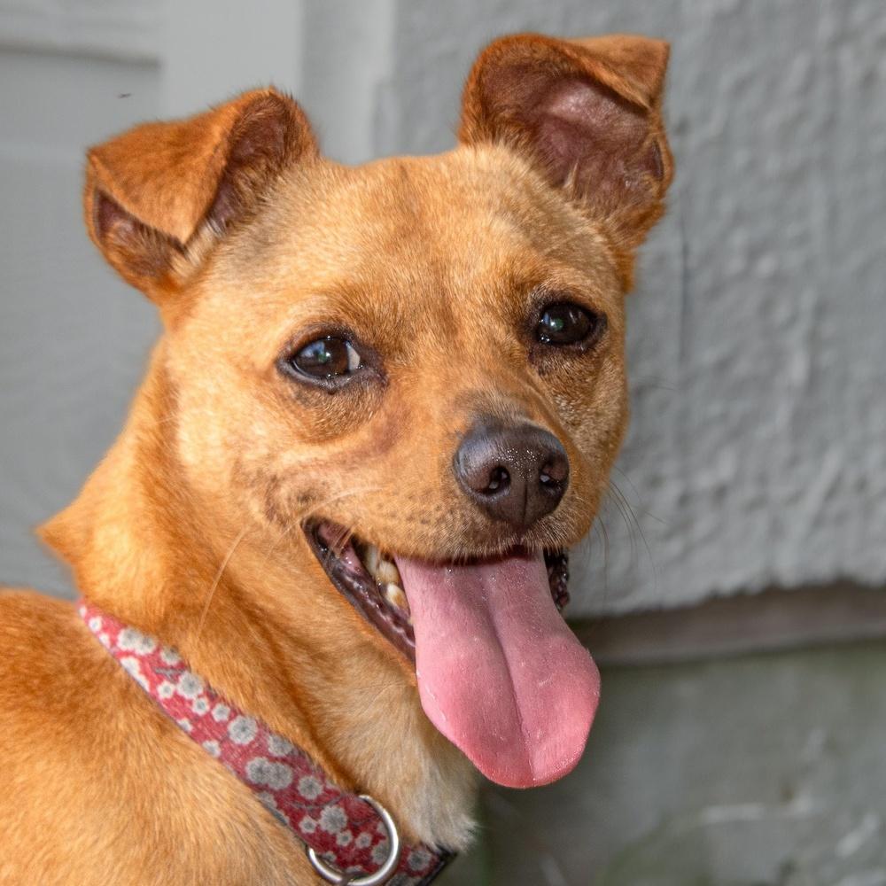 Trevor, a Adoptable mixed breed in Richmond, TX image 3/3