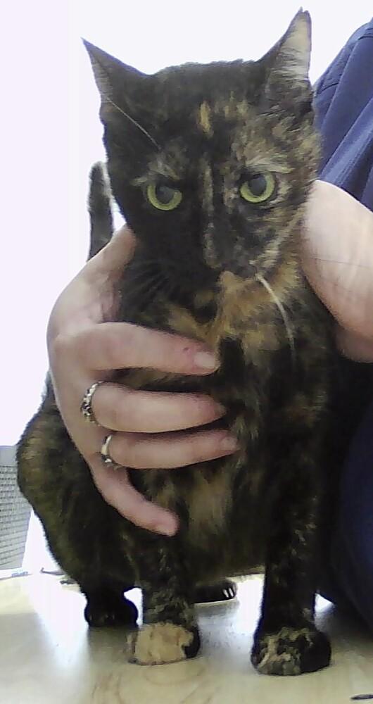 Teenie, Adoptable, Adult Female Domestic Short Hair.