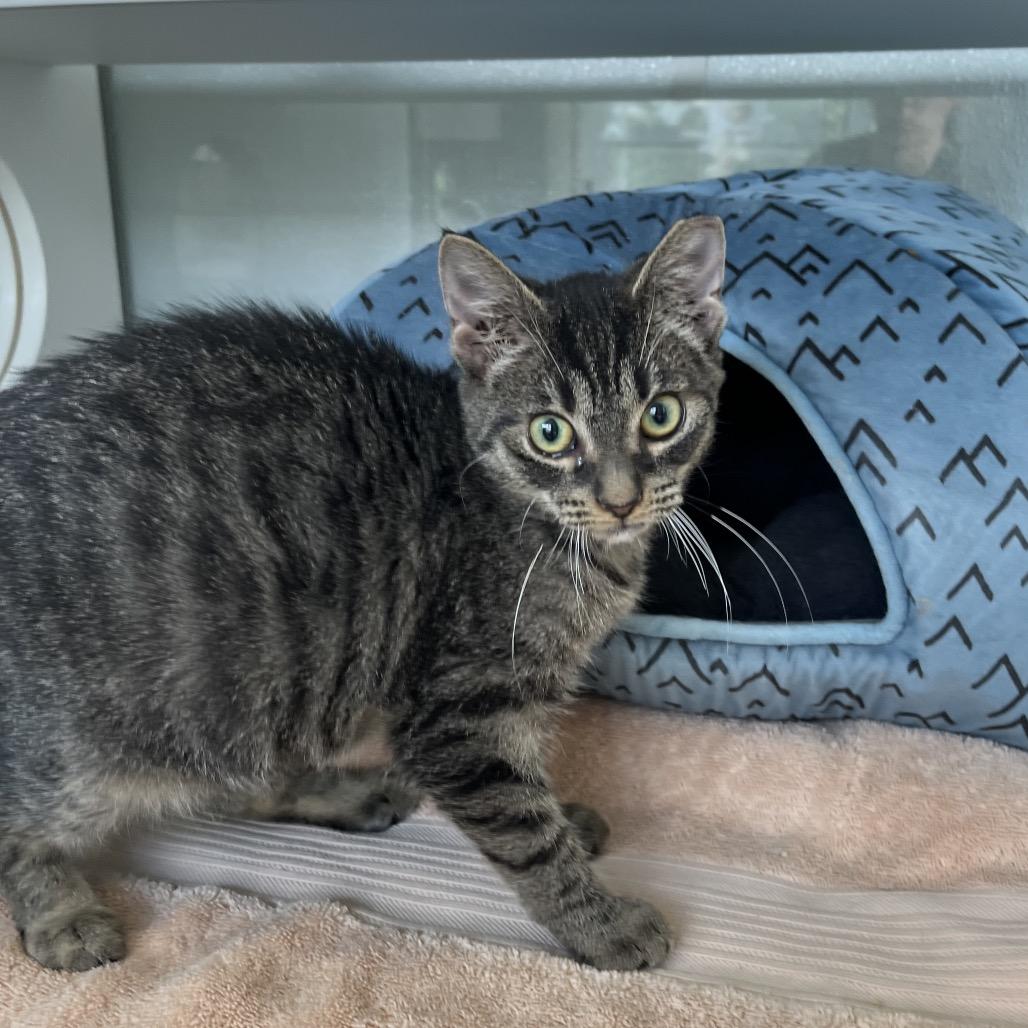 Summer, Adoptable, Young Female Domestic Short Hair.