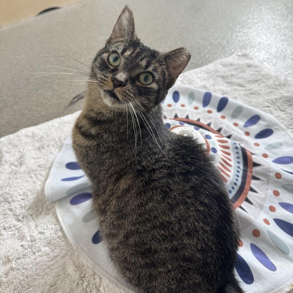 Enlarge Summer, a Adoptable Domestic Short Hair in Jupiter, FL image 2/3