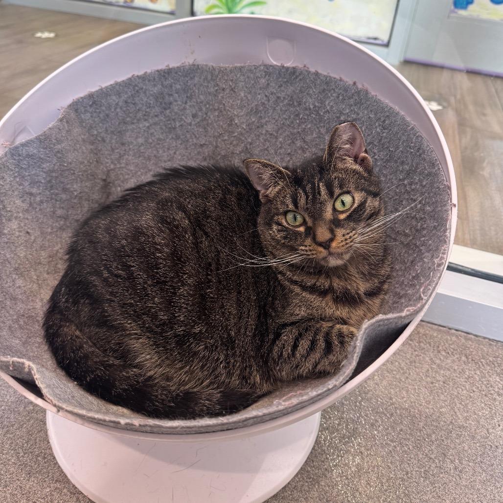 Summer, a Adoptable Domestic Short Hair in Jupiter, FL image 3/5