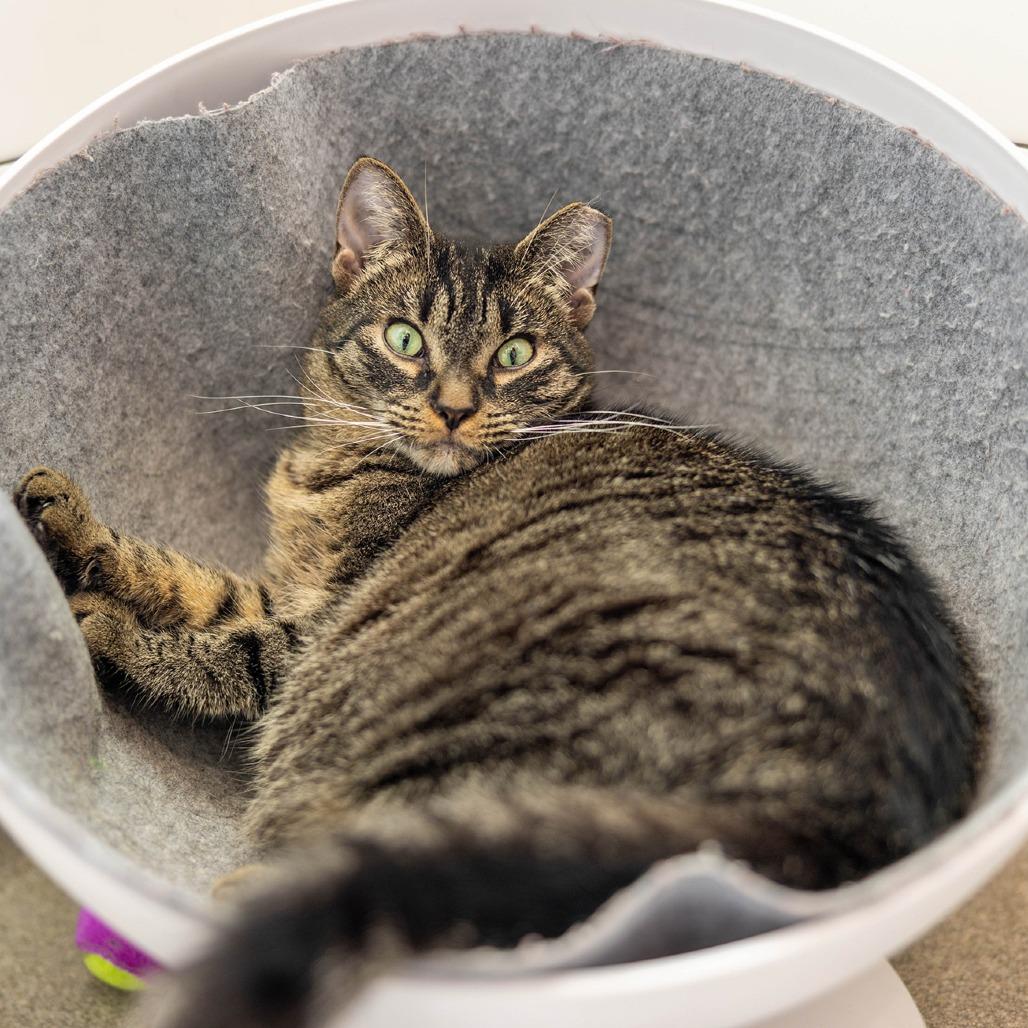 Enlarge Summer, a Adoptable Domestic Short Hair in Jupiter, FL image 3/4