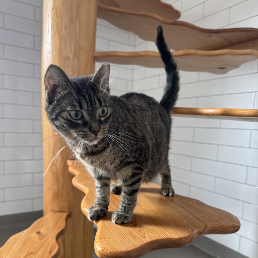 Enlarge Summer, a Adoptable Domestic Short Hair in Jupiter, FL image 3/3