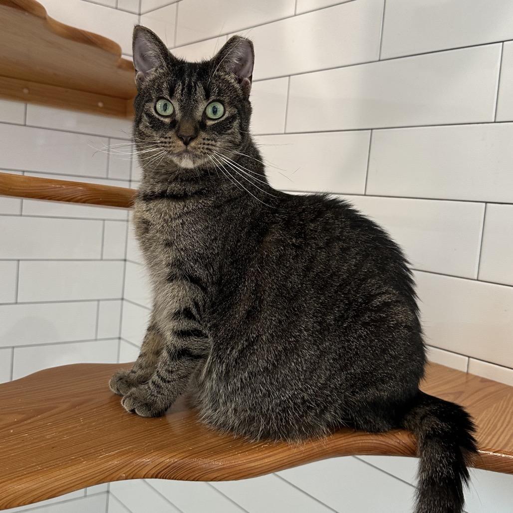 Enlarge Summer, a Adoptable Domestic Short Hair in Jupiter, FL image 4/6