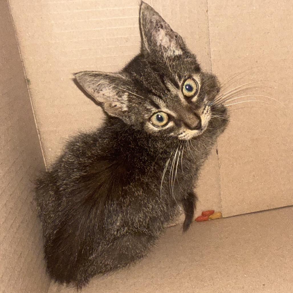 Enlarge Summer, a Adoptable Domestic Short Hair in Jupiter, FL image 5/6