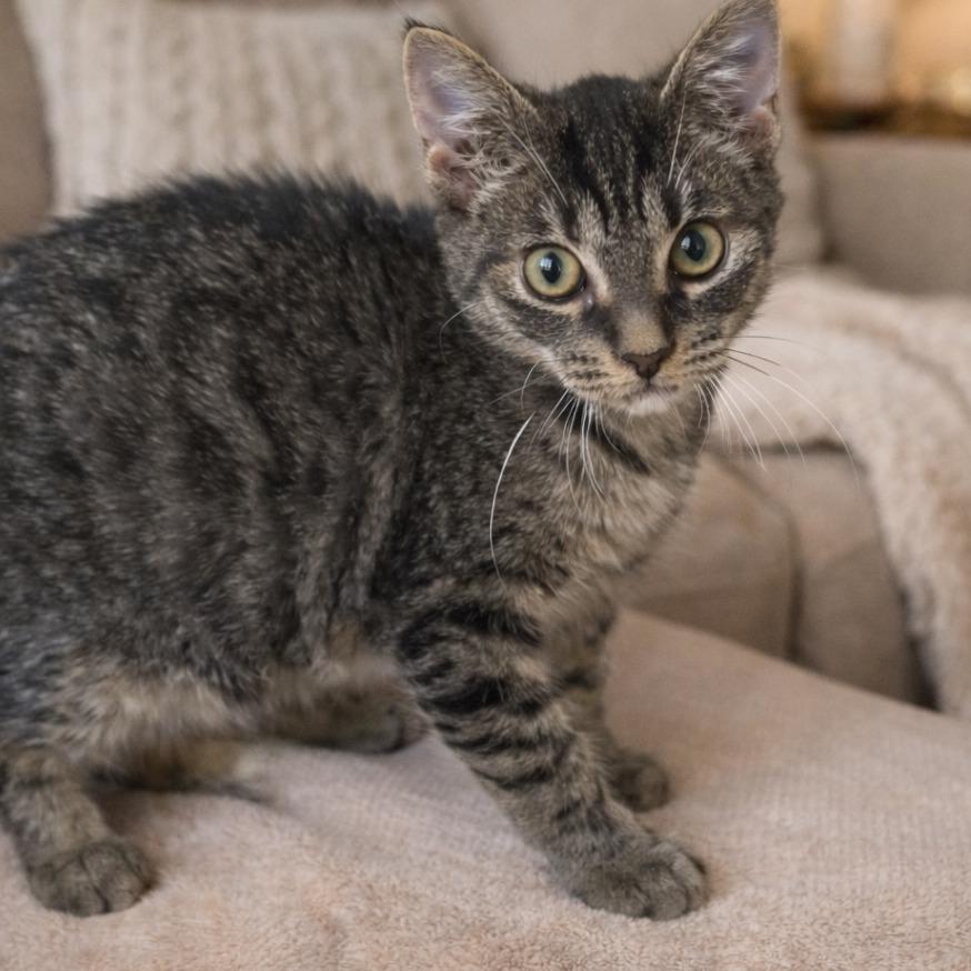 Enlarge Summer, a Adoptable Domestic Short Hair in Jupiter, FL image 6/6
