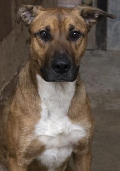 Millie, Adoptable, Adult Female Boxer.