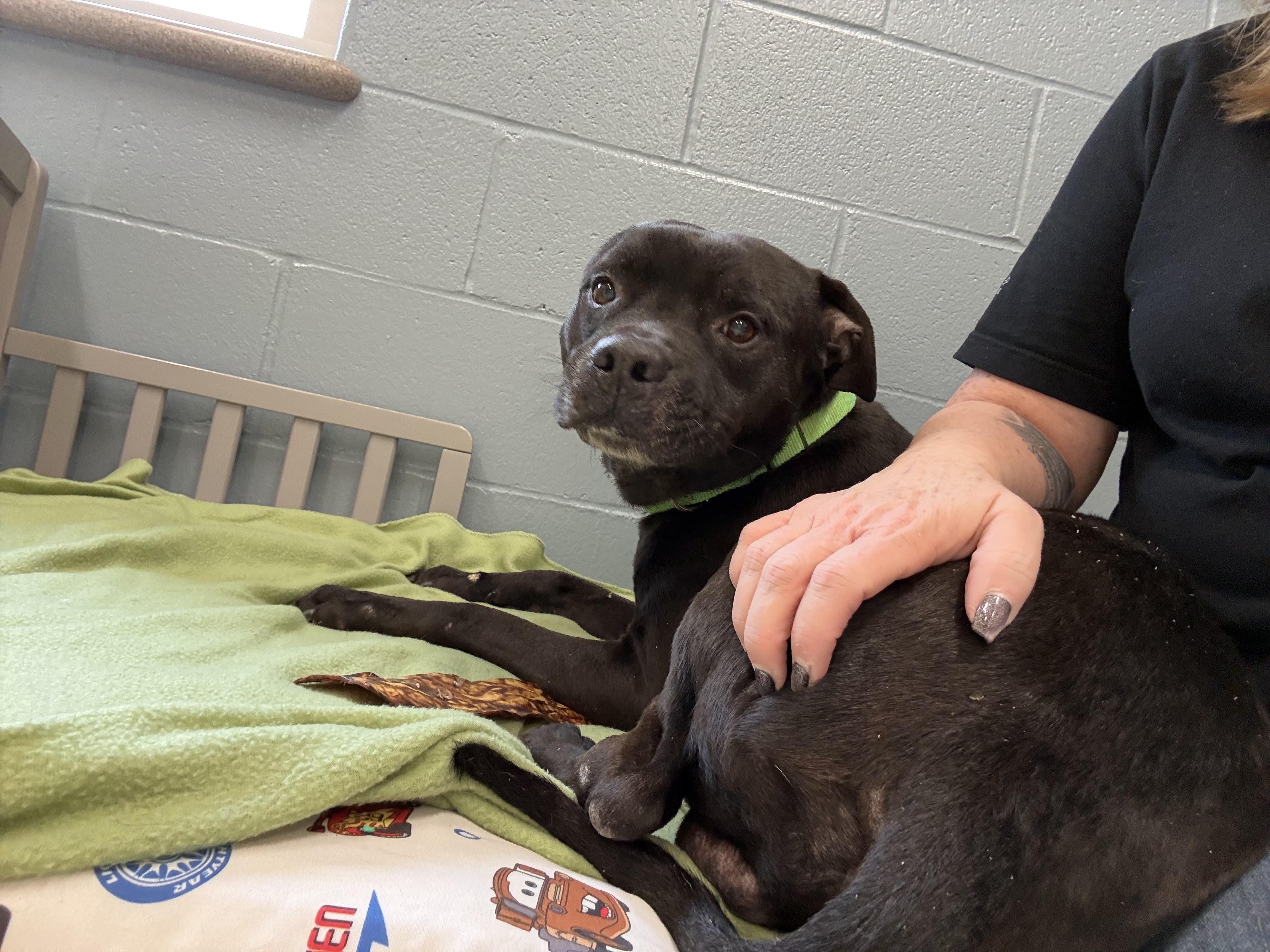 Enlarge Capone, a ADOPTABLE mixed breed in Youngstown, OH image 3/6