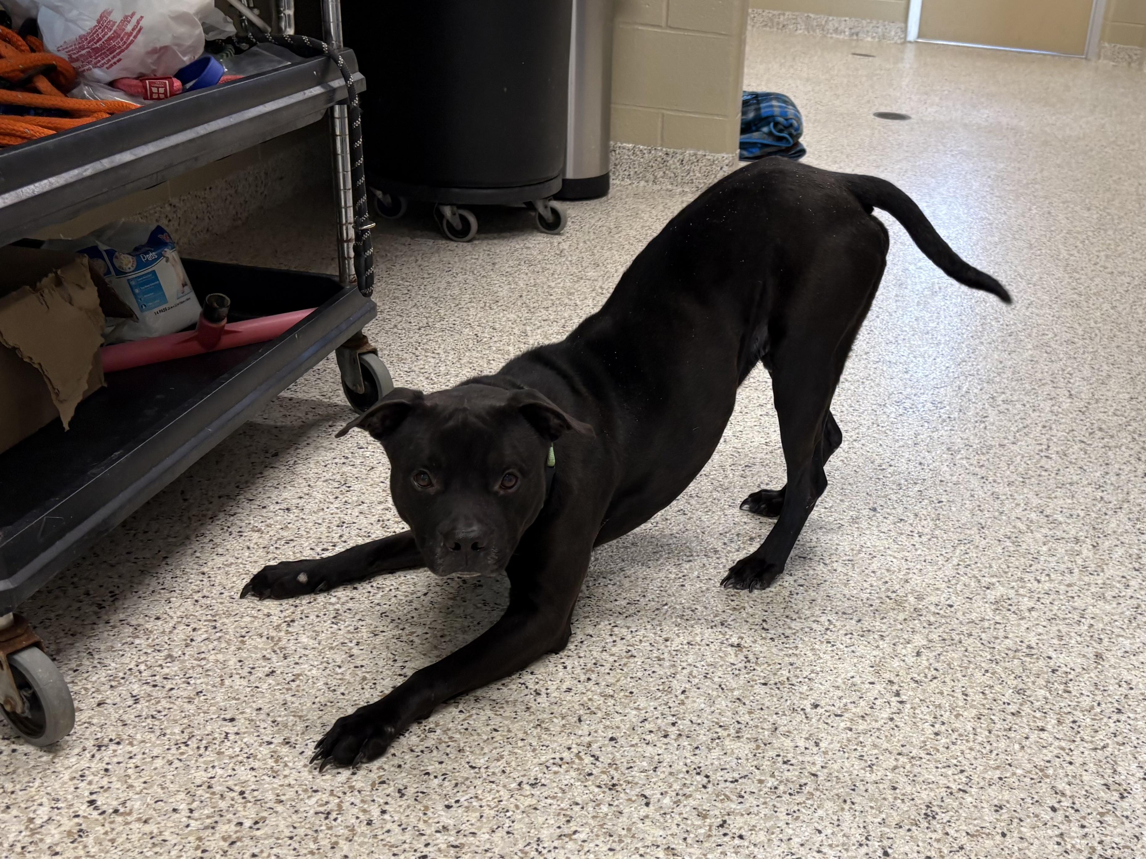 Capone, ADOPTABLE, Adult Male Pit Bull Terrier.