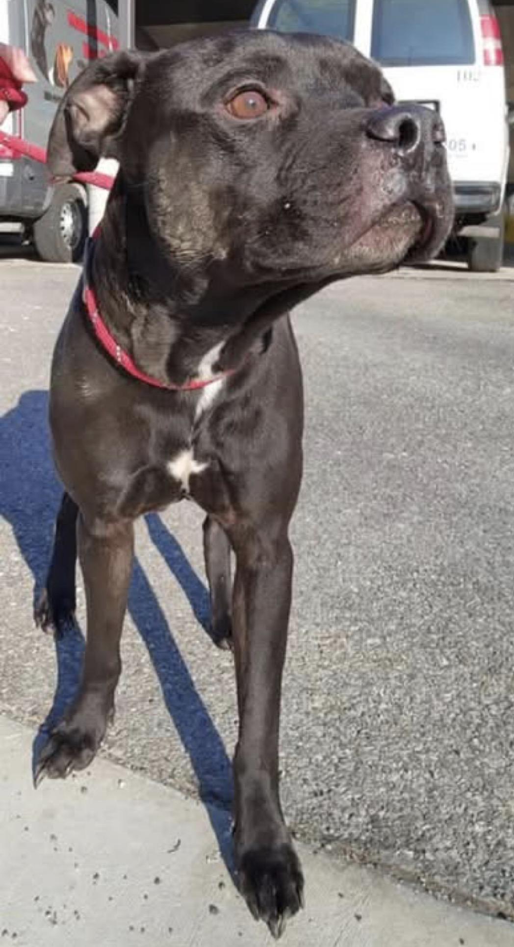 Enlarge Capone, a ADOPTABLE mixed breed in Youngstown, OH image 2/6