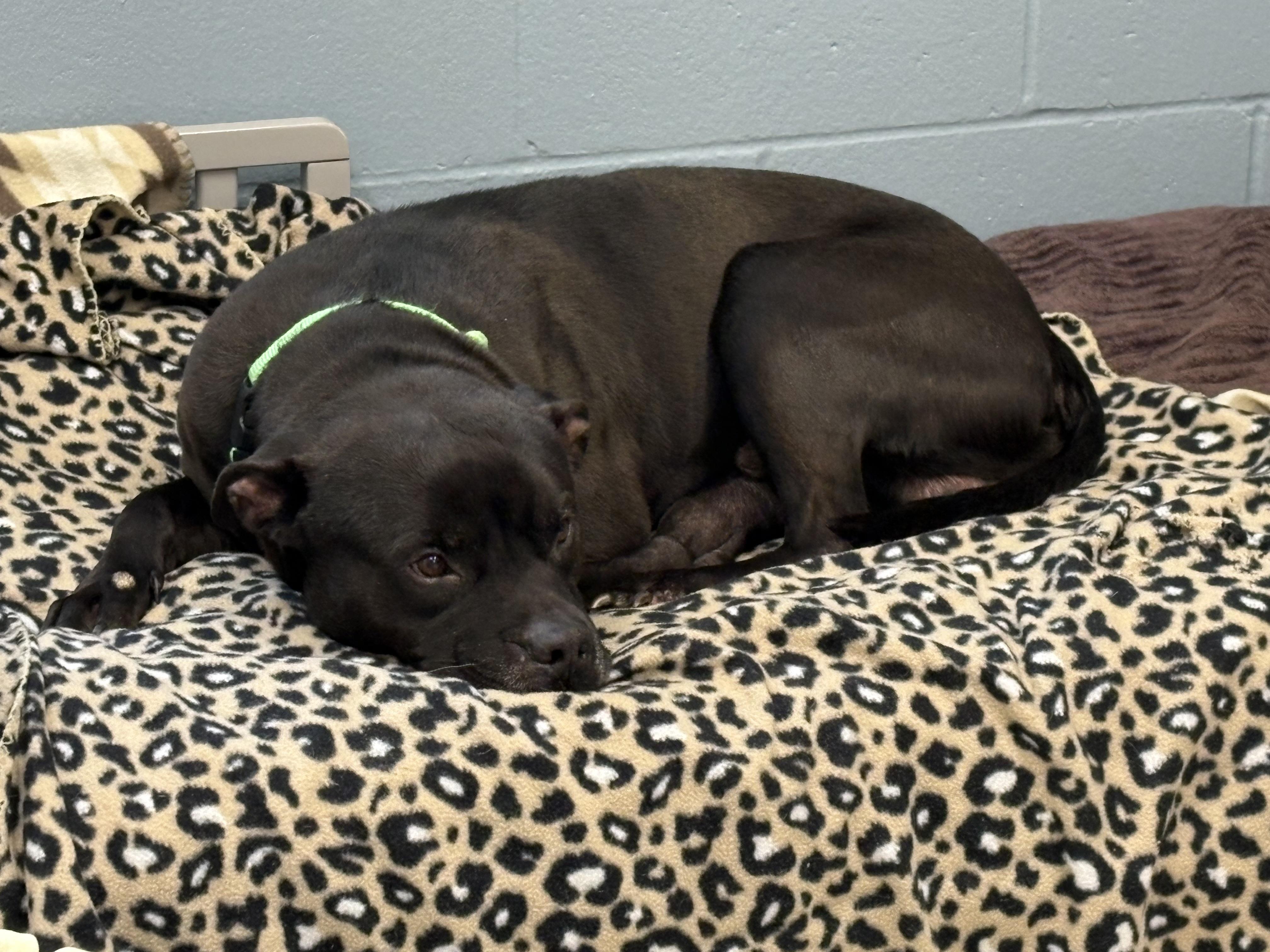 Enlarge Capone, a ADOPTABLE mixed breed in Youngstown, OH image 4/6