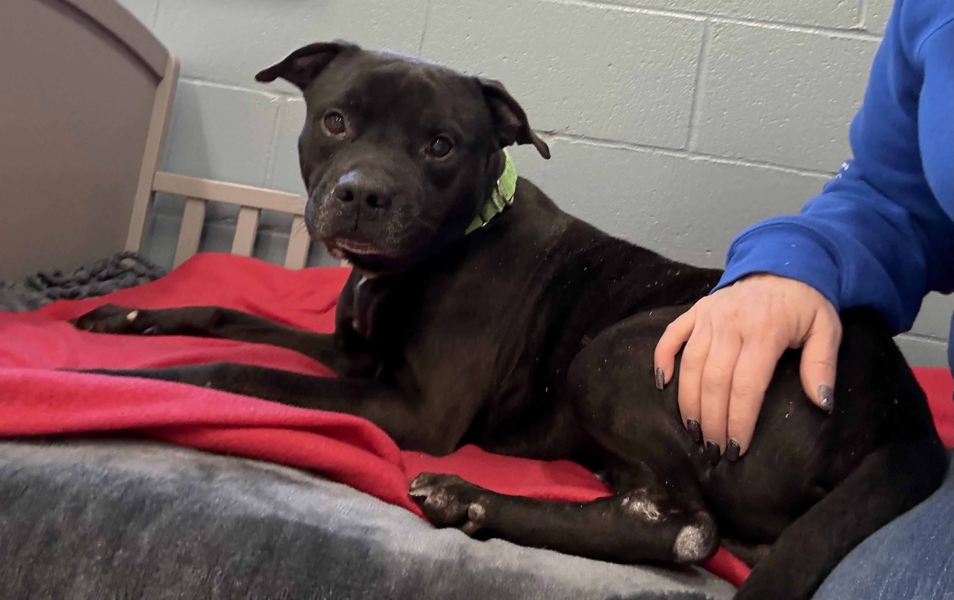 Enlarge Capone, a ADOPTABLE mixed breed in Youngstown, OH image 5/6