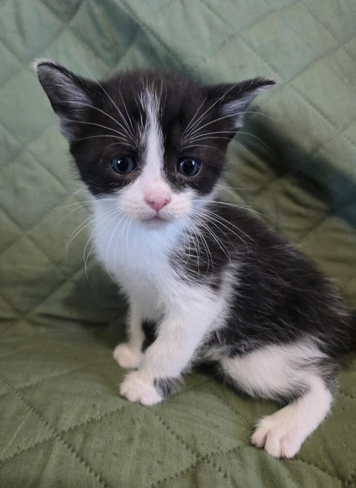Saki, Adoptable, Kitten Female Domestic Short Hair.