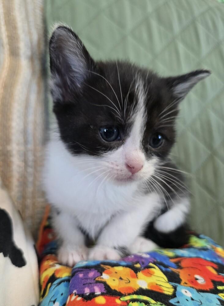 Enlarge Saki, a Adoptable Domestic Short Hair in Wellington, KS image 2/4