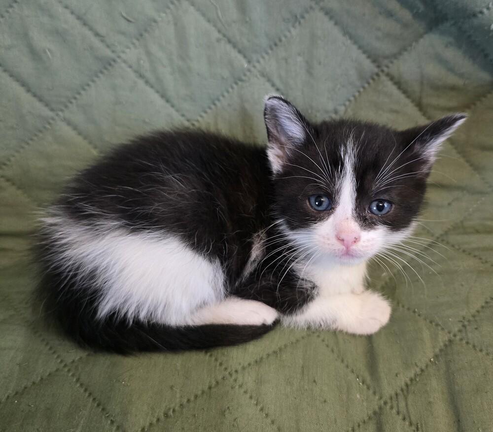 Enlarge Saki, a Adoptable Domestic Short Hair in Wellington, KS image 4/4